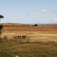 Continuamos con nuestro viaje, aguas arriba por el Río Gallegos, remontándolo, hacia el Oeste. Con […]